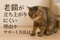 老猫が立ち上がりにくい理由やサポート方法は？