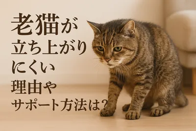 老猫が立ち上がりにくい理由やサポート方法は？